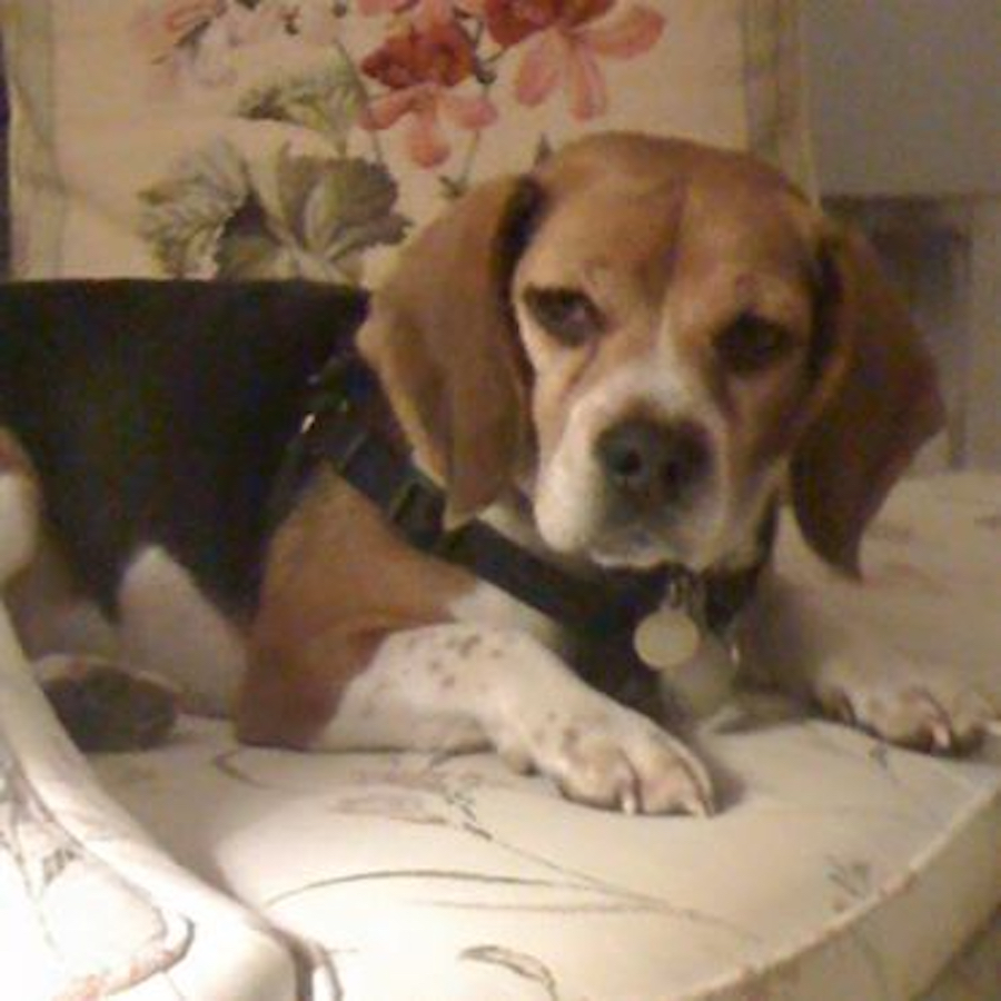 janet.snuggle.beagle copy