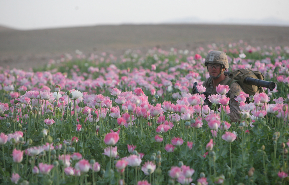 opium-fields