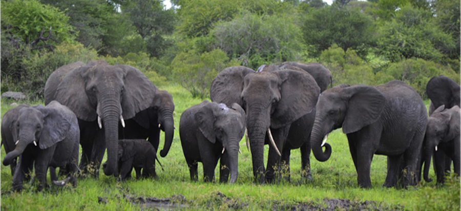 Kruger Elephants 3