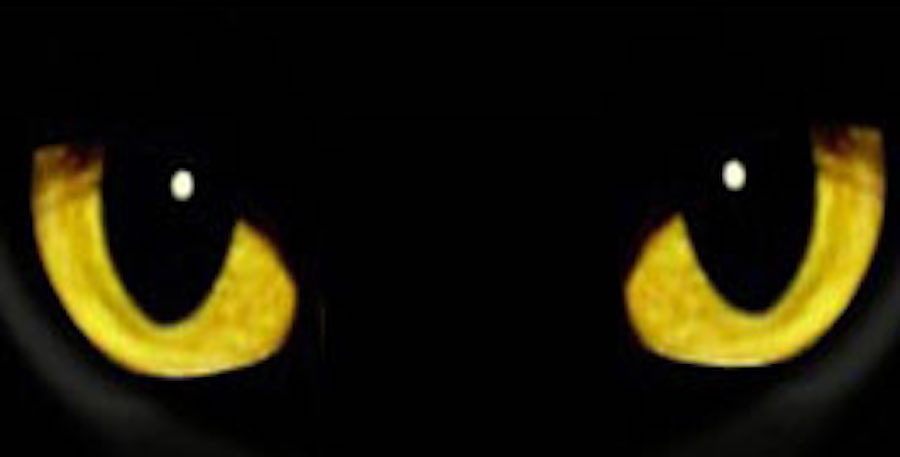 cats eyes