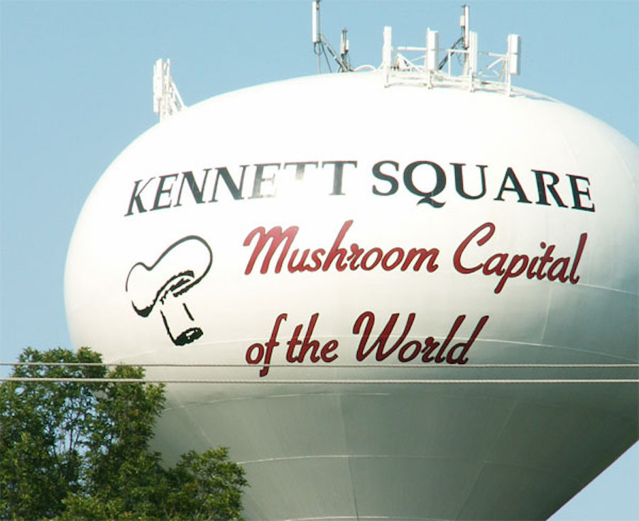 Kennett Mushroom