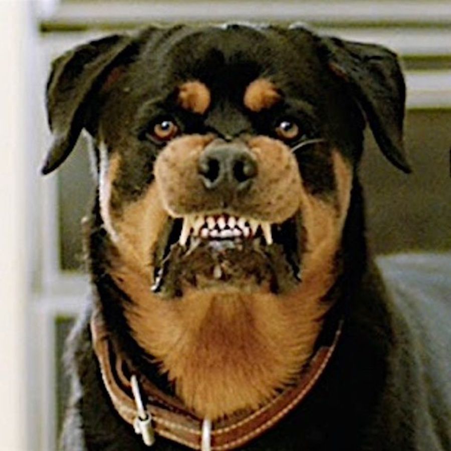 rottweiler snarl