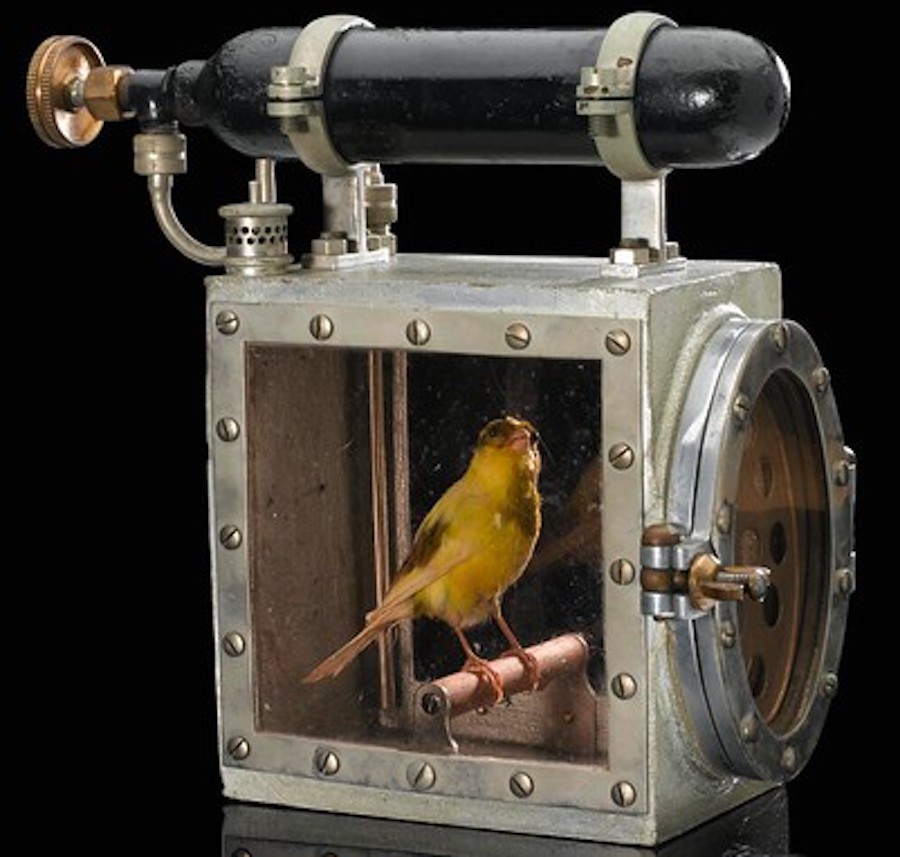 canary in a coalmine