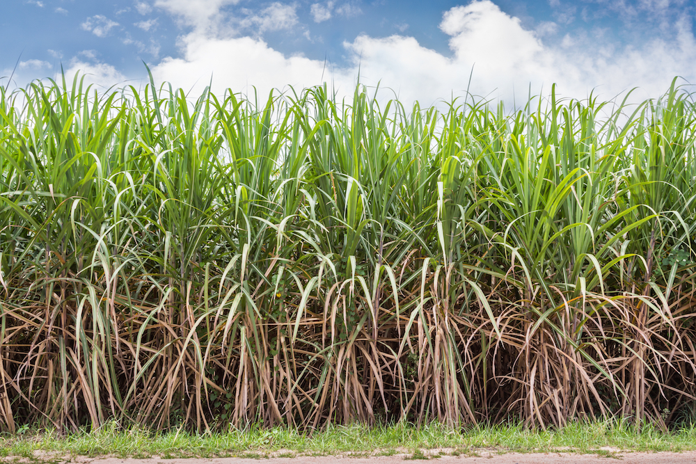 sugar cane